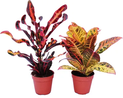 Zdjęcie produktu dla Zestaw 2 róznych roslin Codiaeum, cudowny krzew, 12 cm