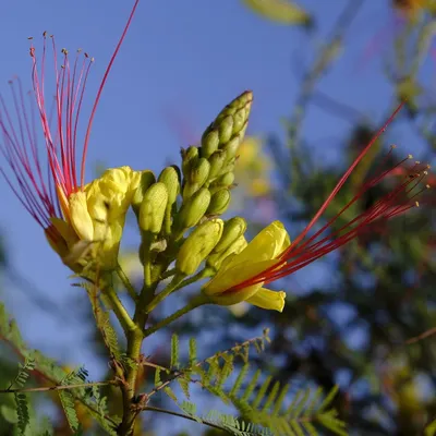 Zdjęcie produktu dla Krzew rajskiego ptaka (Caesalpinia gilliesii)  – 5 nasion