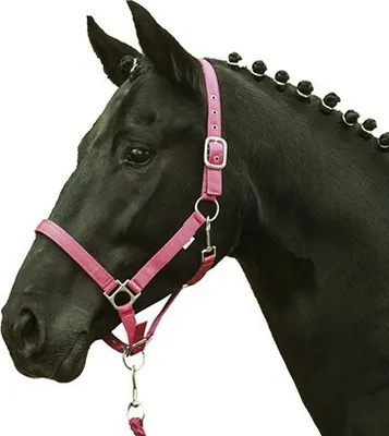 Produktbild von Halfter -Stars Softice-, weich unterlegt, Farbe:pink, Groesse:Shetty