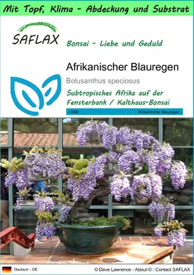 Produktbild von SAFLAX Garden to go - Afrikanischer Blauregen - Bolusanthus speciosus - 15 Samen - Mit Topf, Klima - Deckel und Anzuchtsubstrat