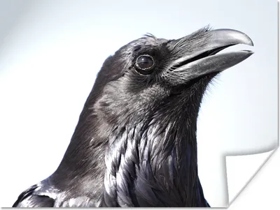 Produktbild von MuchoWow® Poster Krähe - Federn - Vogel 120x90 cm - Wandbild