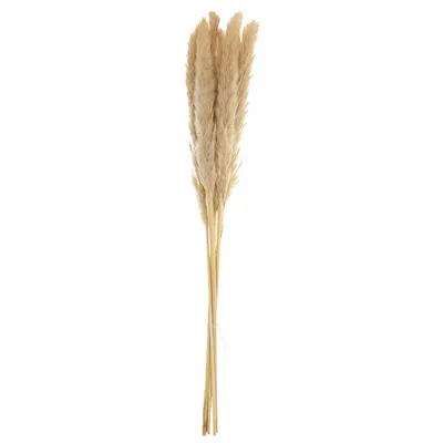 Produktbild von Pampasgras Dekozweige Trockenblumen für Boho und Tischdekoration, 6 Stück