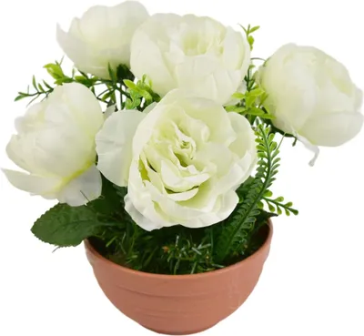 Produktbild von Weiße Pfingstrosen 6 Blumen in Terrakotta-Schale Ø26/26 cm