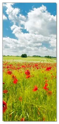 Produktbild von Wallario selbstklebende Türtapete 93 x 205 cm - Grüne Wiese mit Mohnblumen - Abwischbar, rückstandsfrei zu entfernen