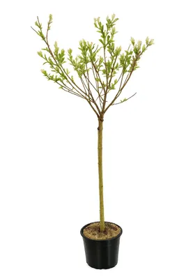 Produktbild von Harlekinweide Stämmchen 120–140 cm – Salix integra Hakuro Nishiki – Zierweide winterhart mehrjährig Flachwurzler Gartenpflanze