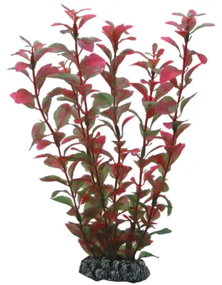 Image de Ludwigia hobby, 25 cm
