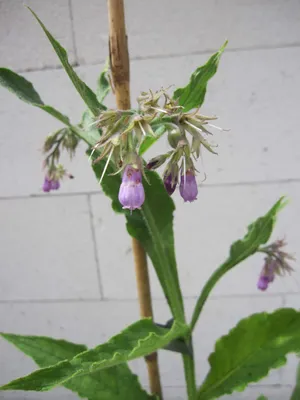 Produktbild von Echter Beinwell - Wilder Comfrey - Symphytum officinale - Wallwurz - Beinwurz