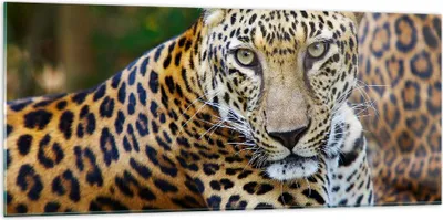 Produktbild von Bilder auf glas - Leopardpanther Katze Tier Savanne - 120x50cm - Glasbilder - Wandbilder - Kunstdruck - Wanddekoration aus Glas - Glas Bilder - Wandbild auf Glas - GAB120x50-0402