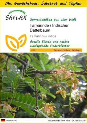 Produktbild von SAFLAX Anzucht Set - Tamarinde / Indischer Dattelbaum - Tamarindus indica - 4 Samen - Mit Mini-Gewächshaus, Anzuchtsubstrat und 2 Töpfen