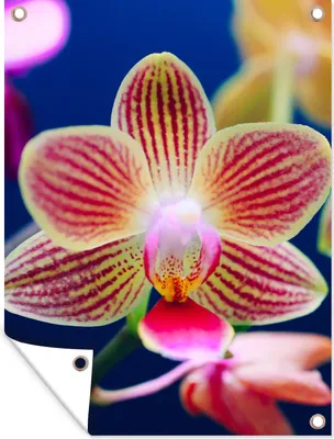 Produktbild von MuchoWow® 60x80 cm Outdoor-Poster Gartendeko Sichtschutz Garten Poster für den Garten  Von Orchidee