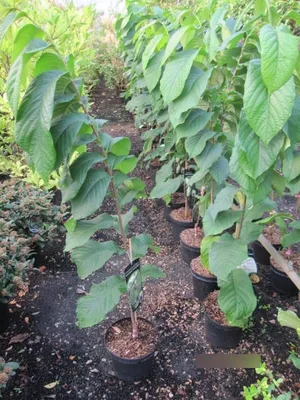 Produktbild von Asimina triloba Halvin - Indianerbanane Paupau (PawPaw) 80-100cm
