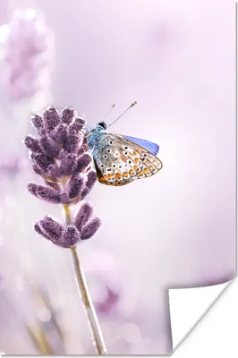 Produktbild von MuchoWow® Poster Lavendel - Schmetterling - Nahaufnahme - Lila 120x180 cm - Kunstposter
