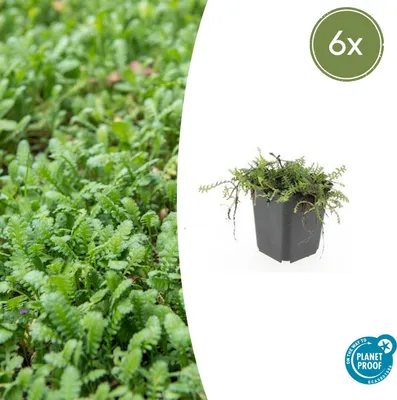 Obrázek produktu pro Půdopokryvné rostliny - Mech - Hnědé jehnědy - Leptinella squalida - Cotula - 9cm květináč - Sada 6 rostlin
