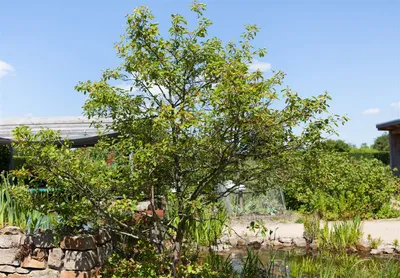 Produktbild von Amelanchier lamarckii 100-150 cm