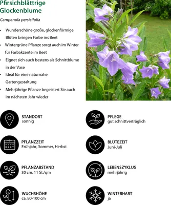 Produktbild von Dehner Bio Stauden-Set Landhausgarten, 12 Pflanzen für sonnige Standorte, je 5-20 cm exkl. Pflanztopf, Ø Topf je 9 cm, rosa / blau / weiß