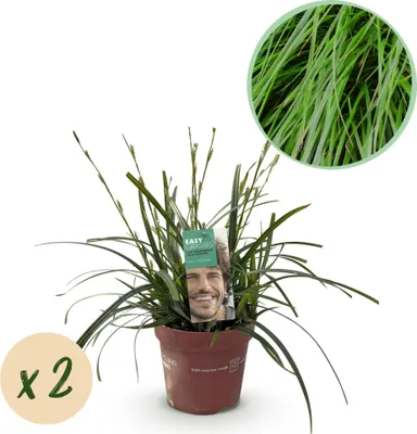 Productafbeelding van Japansegge Carex oshimensis Intense Green 2 planten Ø17cm wintergroen winterhard