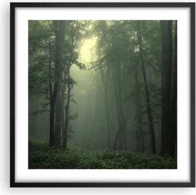 Produktbild von Gerahmtes Poster - Schwarzer Rahmen - Wald Nebel Baum - 50x50 cm - Wand Bild - Wanddeko - Wandbilder - Kunstposter - Wandposter - Bilderrahmen - Bilder - Kunstdruck - Wandbild - P2BAC50x50-3543