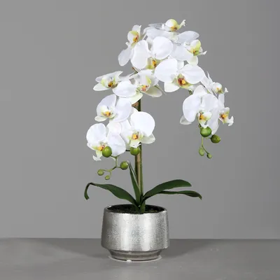 Produktbild von künstliche Orchidee, Phalaenopsis in rundem silbernen Topf H. 50cm DPI