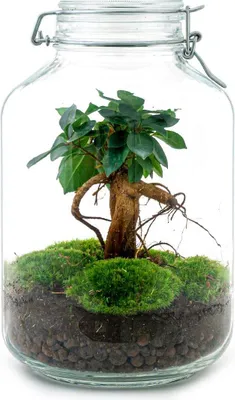 Obrázek produktu pro Stavebnice pro vlastní výrobu bonsaje Ficus Ginseng – terárium Ø 18 cm, výška 28 cm – samozavlažovací mini ekosystém – Do-It