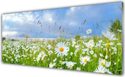 Produktbild von Glasbilder 125x50 Wandbild Druck auf Glas Wiese Gänseblümchen Natur