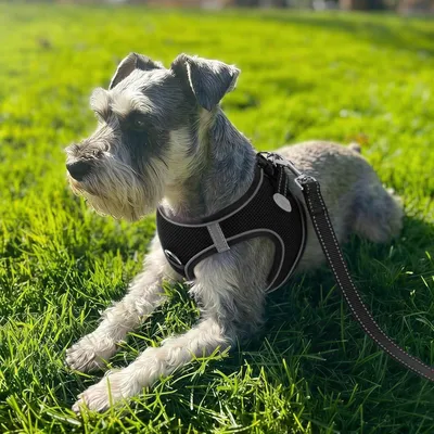 Produktbild von Joytale Step-in Hundegeschirr für Kleine Hunde, Atmungsaktiv, Schwarz S