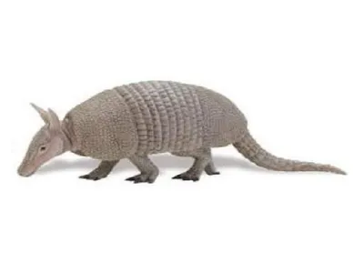 Produktbild von Safari Ltd 262829 Gürteltier 15 cm Serie Wildtiere