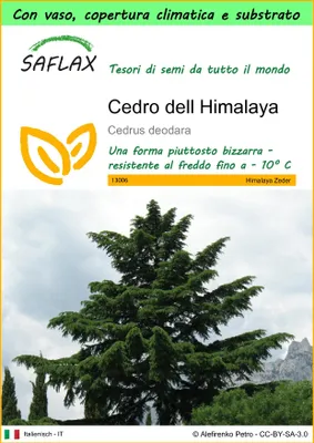 Immagine prodotto di SAFLAX Garden to go - Cedro dell Himalaya - 35 semi - Cedrus