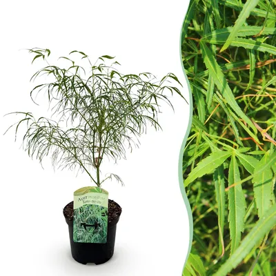 Image de Green boutiQ - Plante de terrasse - Érable japonais - Acer palmatum Koto-no-ito - Vert - 1 plante - À feuilles caduques - Pot de 19 cm, hauteur 70 cm
