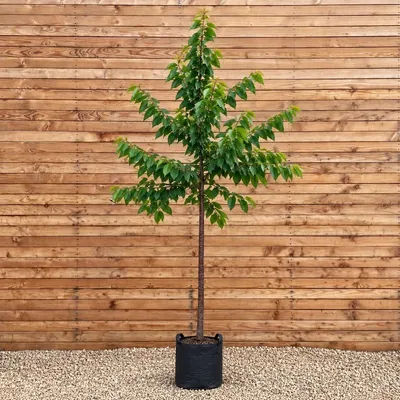 Produktbild von Süßkirsche 'Kordia' Hochstamm 200-250 cm, Stammumfang 6-8 cm - Prunus avium Hochstamm