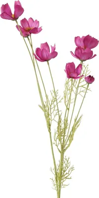 Produktbild von Boltze Gruppe Stielblume Cosmea grün/pink 91cm