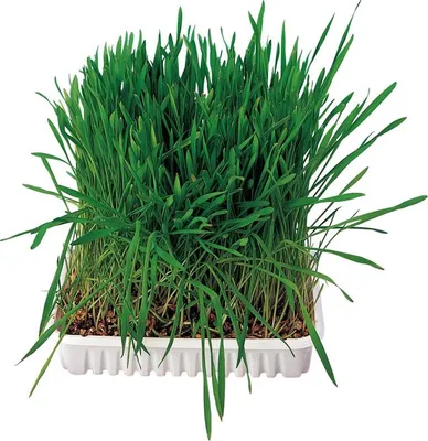 Image de Kleintiergras