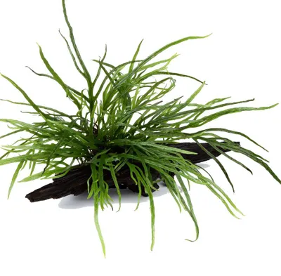 Produktbild von Aquarium Pflanze Microsorum pteropus 'Trident' auf Wurzel Tropica Nr.008G YWS