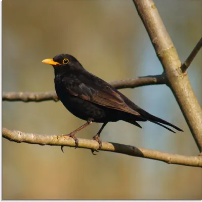 Produktbild von ARTland Glasbild Amsel Größe: 40x40 cm