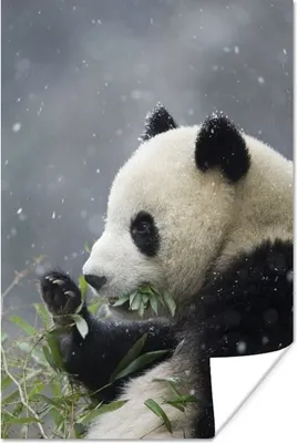 Produktbild von MuchoWow® Poster Panda - Bambus - Schnee 20x30 cm - Papierdruck