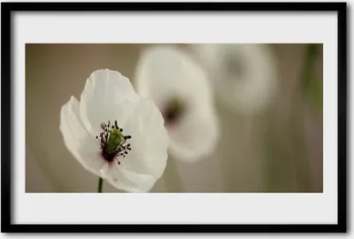 Produktbild von Bild 60x40 MDF-Rahmen Wandkunst Natur Blume Pflanze