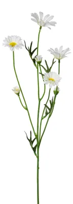 Produktbild von Künstlicher Margeriten-Zweig 61cm. Kunstblume Margerite, 7 Blüten Weiß