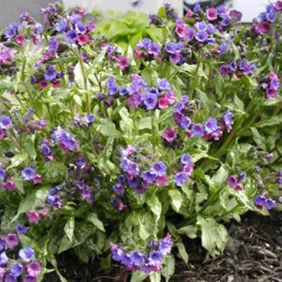 Produktbild von 6 x Großgeflecktes Lungenkraut  - Pulmonaria 'Smokey Blue'  | Topf 9cm x 9cm