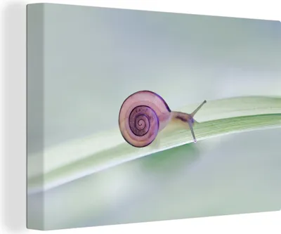 Obrázek produktu pro OneMillionCanvasses® - Obraz na plátně - 140x90 cm, Malý hlemýžď, Nástěnná umělecká dekorace - Fotografie na plátně - Malba na dřevěném rámu
