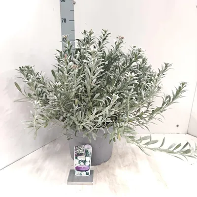 Image de Convolvulus cneorum - Liseron argenté | 30-40 cm en pot