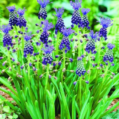 Obrázok produktu pre Modré hrozno - 10 x Muscari Comosum
