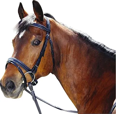 Produktbild von Warmblüter Standard Leder-Trensenzaum Braun Standardqualität inkl. Gurtzügel