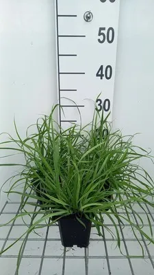 Produktbild von 6 x Carex flava – Segge - Topf 9x9 cm