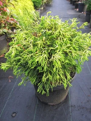 Produktbild von Chamaecyparis obtusa 'Tsatsumi Gold' - gelbe Hinoki-Scheinzypresse - 25-30