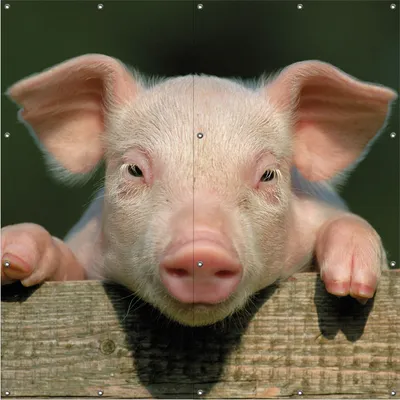 Produktbild von Wallario Outdoor-Poster für Garten oder Balkon, Motiv Süßes Ferkel auf dem Bauernhof in Nahaufnahme, in ca. 180 x 180 cm