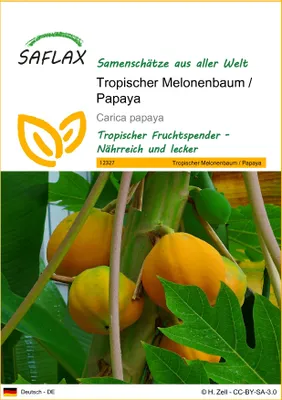 Produktbild von SAFLAX - Tropischer Melonenbaum / Papaya - 30 Samen - Carica papaya