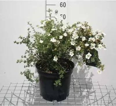 Zdjęcie produktu dla Potentilla frut. 'Abbotswood' - Fingerstrauch 40- 60 cm - Pojemnik