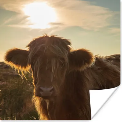 Produktbild von MuchoWow® Poster Schottischer Highlander - Sonnenuntergang - Gras 50x50 cm - Wohnzimmerdekoration