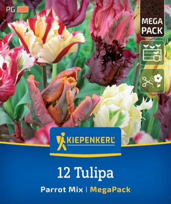Artikelbild 2 von 'Mega-Pack Papageien-Tulpen Mischung (12 Stück)' aus der Kategorie Papageientulpen