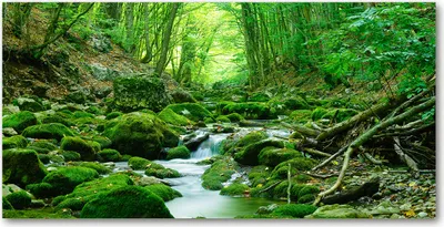 Produktbild von Tulup® Glas-Bild - 100x50 -Wandkunst - Wandbild hinter gehärtetem Sicherheitsglas  - Landschaften - Bach im Wald - Grün
