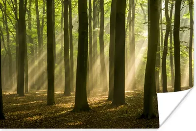 Produktbild von MuchoWow® Poster Licht - Wald - Laub 60x40 cm - Schlafzimmerdekoration